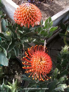 Leucospermum cordifolium x patersonii 'Sunrise' - blossom